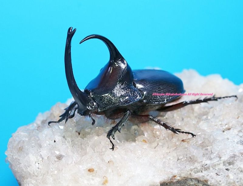 2026,4/4����WILD��ĶUltimate19 ���ƥڥ롼�ء���������!! ����ޥ�ƥ��󻺥ѥ󥫥֥ȡ���B�ե꡼������ñ��