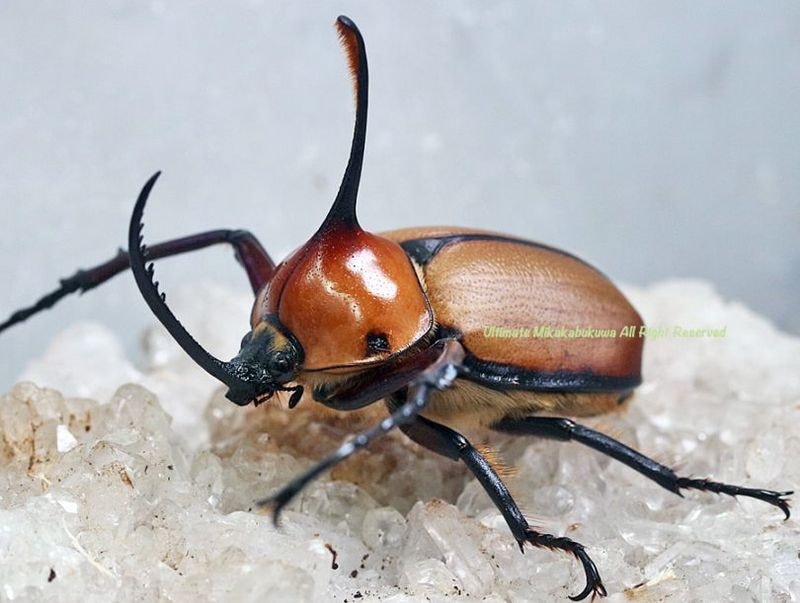 2026,4/4����WILD��ĶUltimate19 ���ƥڥ롼�ء������ե���������No,1����65mmUP�ڥ�