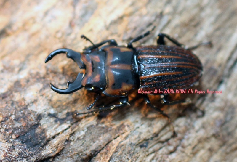 2026,4/4����WILD��ĶUltimate19 ���ƥڥ롼�ء�������˥��֥ͥȡ�No,2����14-18mm �ڥ�