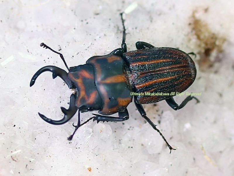 2026,4/4����WILD��ĶUltimate19 ���ƥڥ롼�ء�������˥��֥ͥȡ�No,1����21-22mm �ڥ�