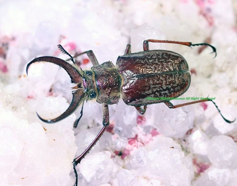 2026,4/4����WILD��ĶUltimate19 ���ƥڥ롼�ء�������ƥ�������Х�(��̥���)��No,4����55mmup �ڥ�