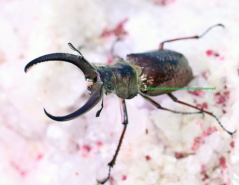 2026,4/4����WILD��ĶUltimate19 ���ƥڥ롼�ء�������ƥ�������Х�(��̥���)��No,1����70mmup �ڥ�