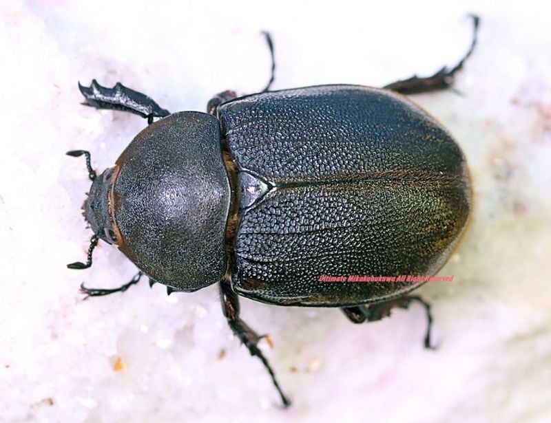 2026,4/4����WILD��ĶUltimate19 ���ƥܥ�ӥ��ء��׷�!!!19ǯ���������!! �إ饯�쥹����ꥷ�ޥ� No,2����B61mm����­����礱ñ��