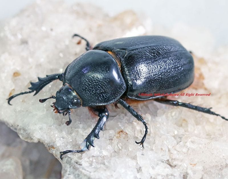 2026,5/5����WILD��ĶUltimate22 ���ƥ������ɥ��ء�3ǯ���������!!! ������ѡ��إ�ťΡ�No,5����ñ��