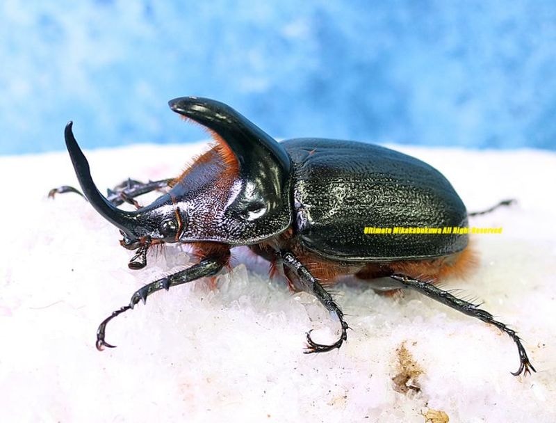 2026,5/5����WILD��ĶUltimate22 ���ƥ������ɥ��ء�3ǯ���������!!! ������ѡ��إ�ťΡ�No,S����BIG!!64mm�ڥ�
