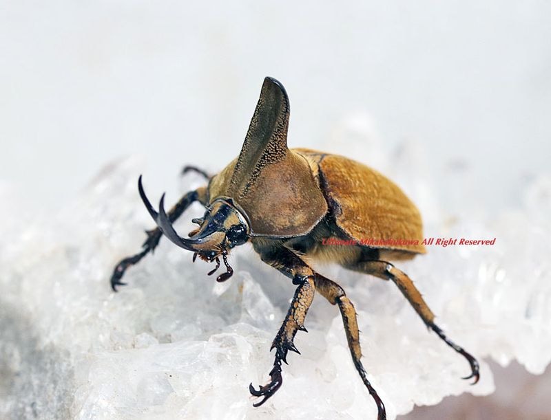 2026,5/5����WILD��ĶUltimate22 ���ƥ������ɥ��ء����ϥ����ӥ����ɥҥʥ��֥ȡ�No,1����BIG!!35mmup �ڥ�
