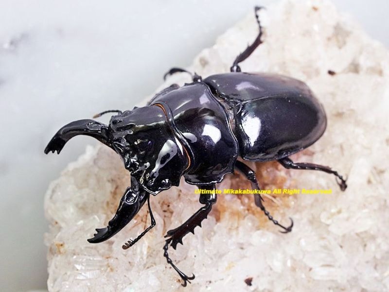 カメルーン産 カールウエルマニー（ タランドス ） レギウス ペア カメルーン産 カールウエルマニー（ タランドス ） レギウス ペア