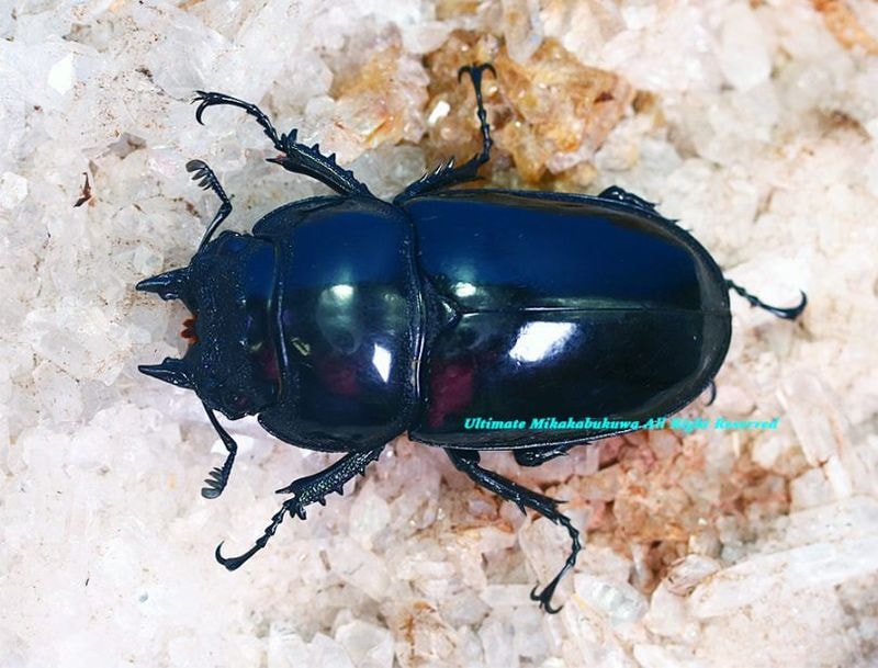 カメルーン産 カールウエルマニー（ タランドス ） レギウス ペア カメルーン産 カールウエルマニー（ タランドス ） レギウス ペア