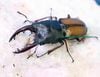 2026,5/14����WILD��ĶUltimate22 ���󥶥˥��ء�NEW�����ϡ��󥰡���!!!������ϥ󥮥Υ����ꡡNo,1����64-65mm�ڥ�