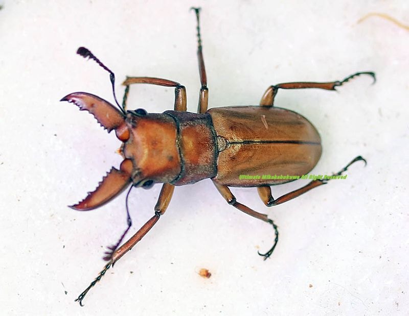2026,4/26 ����WILD����ɥͥ����ء�5ǯ��������!!�ǥϡ���ۥ�������No,4����24mm�ʲ��ڥ�