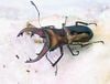 2026,6/1 ����WILD��ĶUltimate23 ����ɥͥ����ء������ԥۥ�������������������ޤ�No,2����38mm�ڥ�