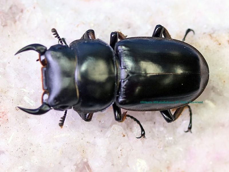 2026,6/8 新着WILD ベトナム便 アンタエウス No,2 ♂42mm♀41mm ペア