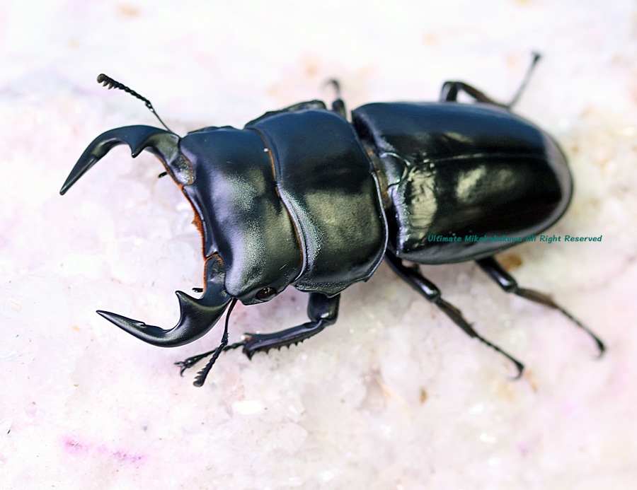 コピー2026,6/8 新着WILD ベトナム便 アンタエウス No,1 ♂71mm♀mm