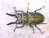 2026,6/19 ����WILD������20��ޥ졼�����ء�������������ޤ��⥻�ꥪ�����󥪥ˡ�No,S2����72mm�ڥ�