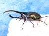 2026,6/25����WILD��ĶUltimate24 ���ƥ������ɥ��ء���������إ饯�쥹����å�����No,12�� ��122mm��B�ڥ�(��60mmUP)