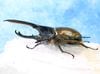 2026,6/25����WILD��ĶUltimate24 ���ƥ������ɥ��ء���������إ饯�쥹����å�����No,11�� ��126mm��B�ڥ�(��60mmUP) 