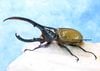 2026,6/25����WILD��ĶUltimate24 ���ƥ������ɥ��ء���������إ饯�쥹����å�����No,5�� �����!! 140mm�ڥ�(��65mm+-)