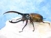 2026,6/25����WILD��ĶUltimate24 ���ƥ������ɥ��ء���������إ饯�쥹����å�����No,1�� ��149mm�ڥ�(��65mm+-)