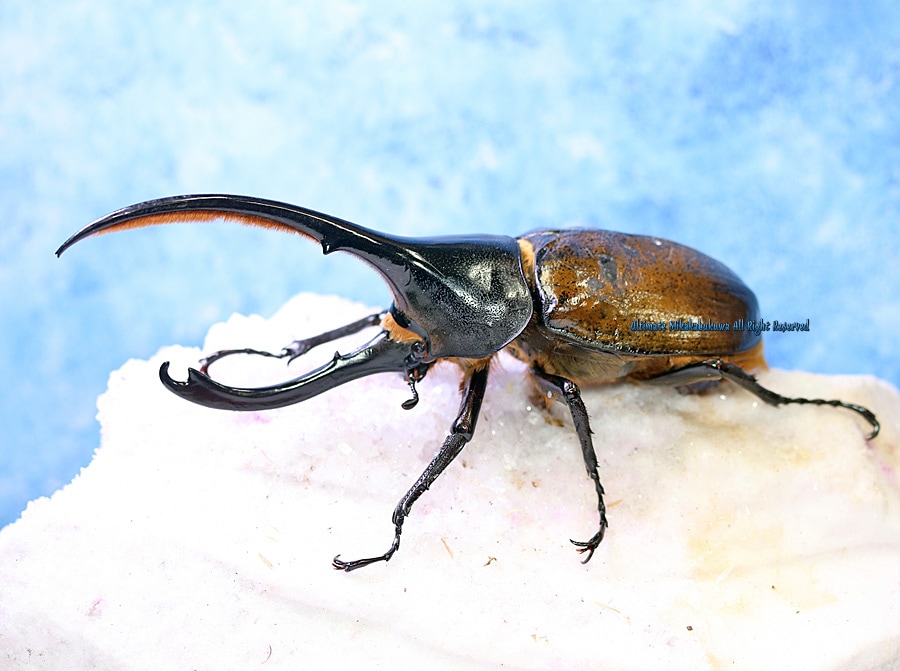 2026,6/25新着WILD 超Ultimate24 南米エクアドル便 世界最大ヘラクレス