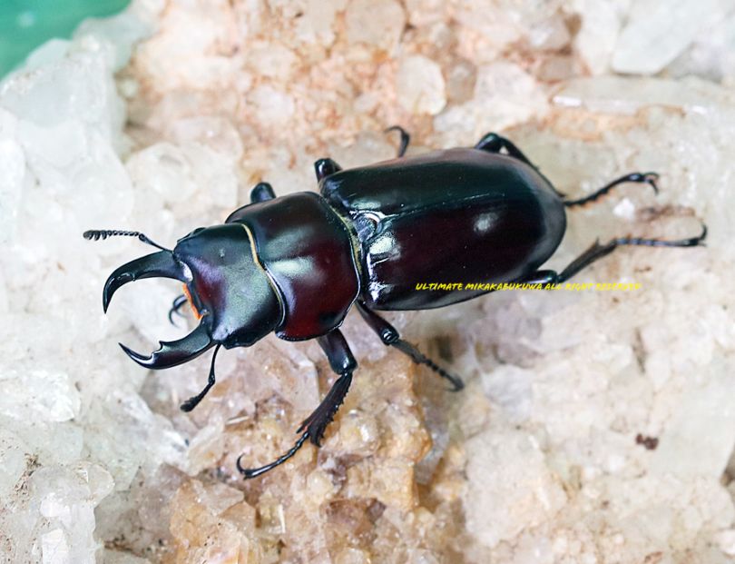 2025,5/23 新着WILD チベット便 最高峰!!ウォードコクワ ♂29mm♀B31mm