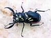 2023ǯWILD�����WF1 ��2026ǯ��1�����2������������ȥ��åǥ���̾����LS���� ��50mm ��42mm  �ڥ�