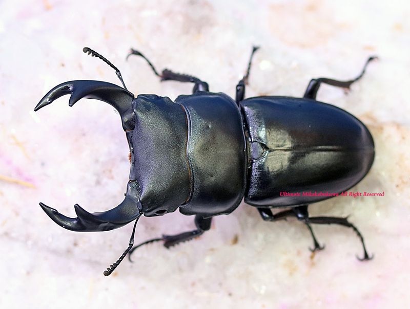 2026,7/3 新着WILD 中国便 ホペイオオクワガタ No,S1 ♂BIG!!66mm♀BIG