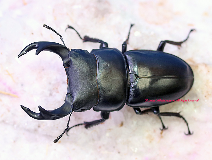 2026,7/3 新着WILD 中国便 ホペイオオクワガタ No,S1 ♂BIG!!66mm♀BIG