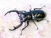 2026,7/3����WILD��ĶUltimate25�������ǹ����ߥ��ޡ��ء��ǹ���!!���������ȥ��åǥ������ߥ�����No,3����70mmUP��37mm+-   �ڥ�