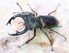 2026,7/20 ����WILD ĶUltimate26 ��������ء�������ܽ�����!!���ǹ���!!��󥮥ե��ˡ����ͥߥ�ޡ�No,1����50mmUP�ڥ�