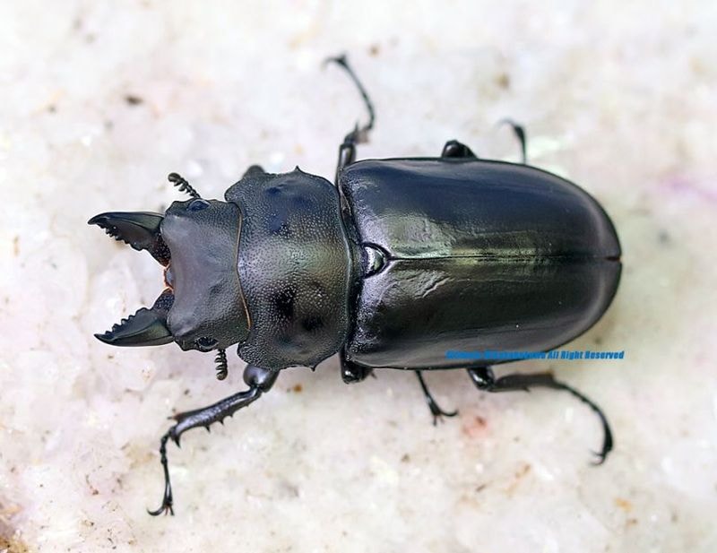 2026年WILDからのWF1 2026年♂7月中旬羽化♀6月中旬羽化 最高峰