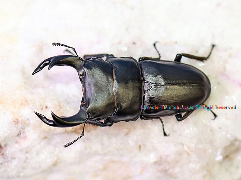 オオクワガタ千葉県香取郡多古町 WF7 2026年6月羽化 No,1 ♂75mm♀48mm