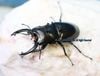 2026,9/2����WILD���٥ȥʥ��ء����������˥ĥ䡡No,1����82mm�ڥ�
