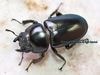 2026,9/2����WILD���٥ȥʥ��ء����󥿥������������No,4����B43mm��ξ��­����礱 ñ��