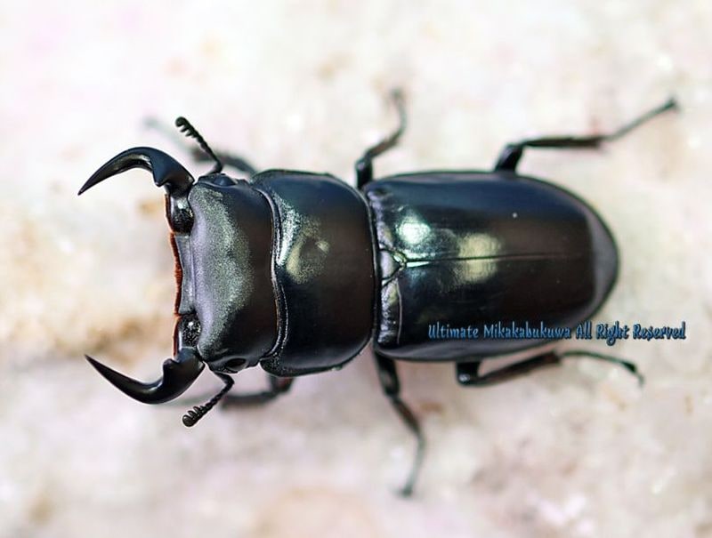 2026,9/2新着WILD ベトナム便 アンタエウスオオクワ No,3 ♂A-51mm♀A