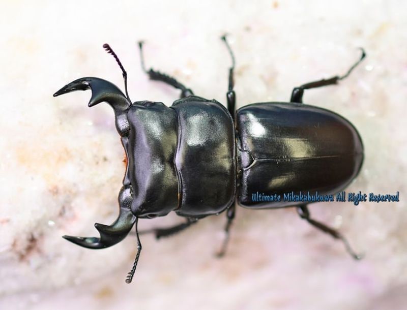 2026,9/2新着WILD ベトナム便 アンタエウスオオクワ No,1 ♂71mm♀A