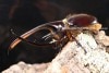 2023ǯ3��WILD����Ρ�Dynastes���ؤ������!!�� 2026ǯ9���۲����ʥݡ������å��ޥ軺 �ͥץ��塼�󥪥����֥Ȼ�ʢ ��2��1Ƭ