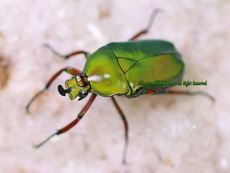 2026,10/8,9 新着WILD タイ便 グンバイツノカナブン No,1 ♂25mm+-ペア