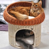 �饿�� �ޥå���롼��