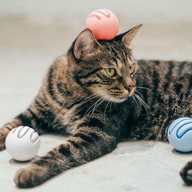 pidan ピダン Cat Toy Ball 猫用おもちゃボール | 商品種別