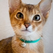 necono ͥ ǭμ Luce Bell LadyBird 롼 ٥ ǥС