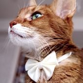 necono �ͥ��� ǭ�μ��� Luce Ribbon Pastel �롼���� ��ܥ� �ѥ��ƥ�