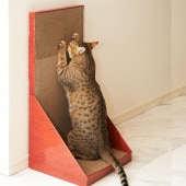 Gari Gari Wall Scratcher ꥬꥦ å㡼