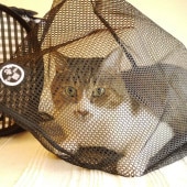 ǭ�� �����Ĥ��ͥå�