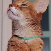 necono ͥ ǭμ Luce Bell 롼 ٥ 饿ܡ