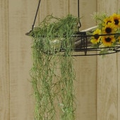 �ե��������꡼�� ���ѥ˥å���⥹ �ϥ󥬡�