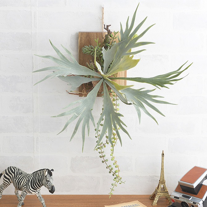 ビカクシダ 木製ボード付き e2dca8966093f48e84660f817b61fa