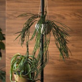 Brown. �֥饦�� �ե��������꡼�� ��ץ��ꥹ �ϥ󥮥󥰥ݥå�