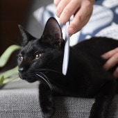 CAT GROOMER �ͤ����㤹��