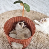 N4-style �饿�󥭥�åĥݥå�