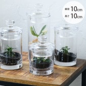 FOYER �ۥ磻�� PV�������� ľ��10cm�߹⤵10cm